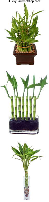 Dracaena Warnecki